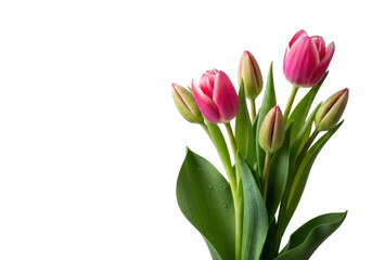 Fototapeta premium photorealistic still life of a bouquet of five vibrant pink tulips, some budding, some open, featuring glistening dewdrops and lush green leaves against a transparent studio background, conveying