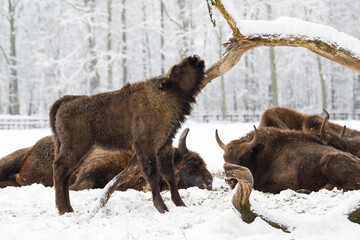 Żubry w starym zimowym pełnym śniegu lesie © kubikactive