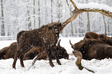 Żubry w starym zimowym pełnym śniegu lesie © kubikactive