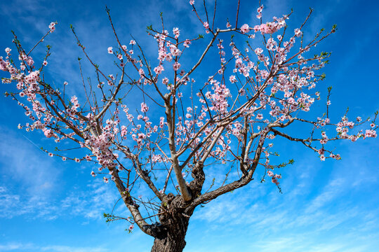&Aacute;rbol almendro en floraci&oacute;n con flores rosas y blancas