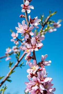 Rama de almendro en flor , flores rosa