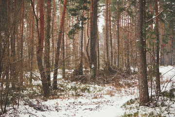 leśna ścieżka,las,zima  © Marcin Łazarczyk