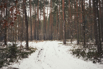 leśna droga,las,zima  © Marcin Łazarczyk