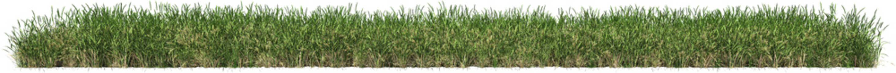 Long Grassline, Realistic Green Grass Border Isolated on Transparent Background – High Detail Lawn Cutout PNG, 3d render