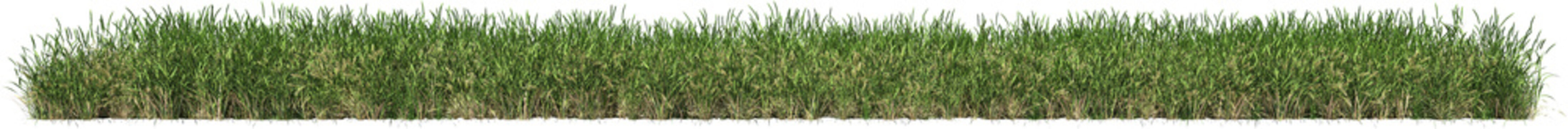 Long Grassline, Realistic Green Grass Border Isolated on Transparent Background &ndash; High Detail Lawn Cutout PNG, 3d render