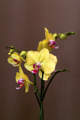 Elegant yellow phalaenopsis orchid branch on a dark brown background with copy space © FOTOLUSIS