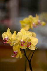 Close up of yellow phalaenopsis orchid flowers with soft blurred bokeh background © FOTOLUSIS