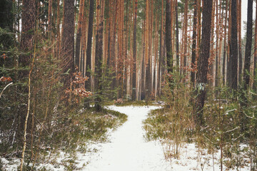 leśna ścieżka,las,zima  © Marcin Łazarczyk