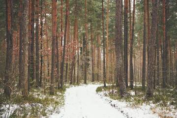leśna droga,las,zima  © Marcin Łazarczyk