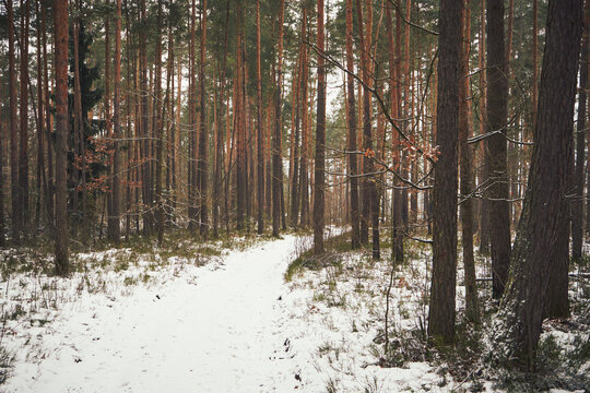 leśna droga,las,zima 