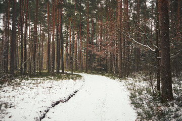 leśna droga,las,zima  © Marcin Łazarczyk