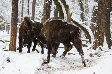 Żubry w starym zimowym pełnym śniegu lesie