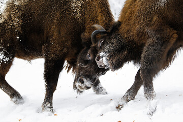 Dwa żubry byki walczące ze sobą w zimowym starym lesie © kubikactive