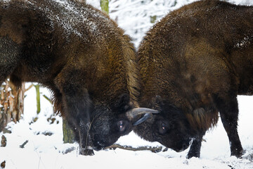 Dwa żubry byki walczące ze sobą w zimowym starym lesie © kubikactive
