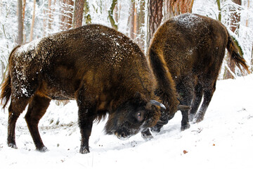 Dwa żubry byki walczące ze sobą w zimowym starym lesie © kubikactive