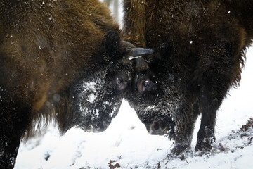Dwa żubry byki walczące ze sobą w zimowym starym lesie © kubikactive