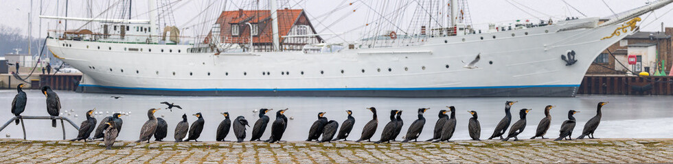 Group of cormorant in front of sailing ship Gorch Fock in Stralsund harbor at early winter morning