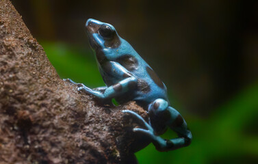 Close-up view of a Green and black poison dart frog (Dendrobates auratus)
