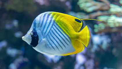 Close-up view of a Butterflyfish, Threadfin butterflyfish (Chelmon rostratus)