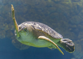 Frontal Close-up view of a diving Green turtle (Chelonia mydas) 