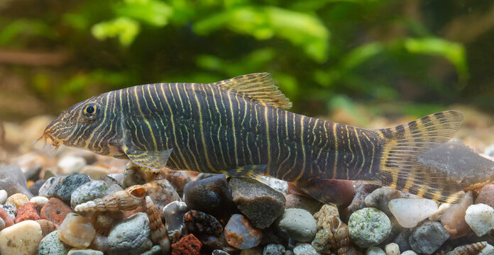 Side Close-up view of a Zebra loach (Botia striata)