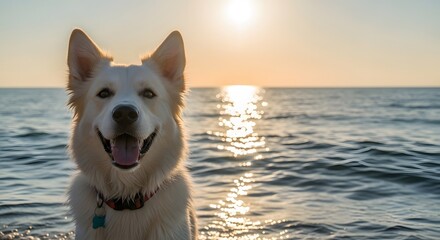 Happy White Dog Portrait Smiling at Golden Sunset Beach