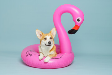 Corgi Dog Sitting in Inflatable Flamingo Pool Float Ready for Travel © st.kolesnikov