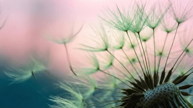 Delicate Dandelion Seeds Drifting Against a Soft Pink and Teal Gradient Background, Capturing Freedom, Wishes, and New Beginnings in a Dreamy Macro...