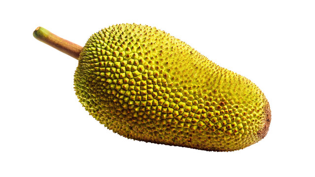 Large, spiky jackfruit with rough green-yellow rind and woody stem, isolated on white