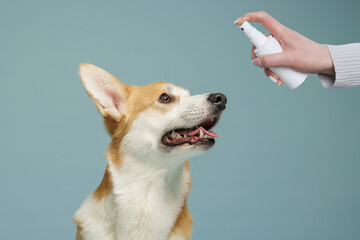 Dog Receiving Parasite Treatment Spray for Tick and Flea Prevention
