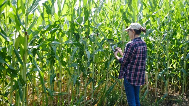 Female agricultural worker checking cornfield health using a digital tablet, analyzing crop data for smart farming, sustainable agriculture, and modern agritech innovation