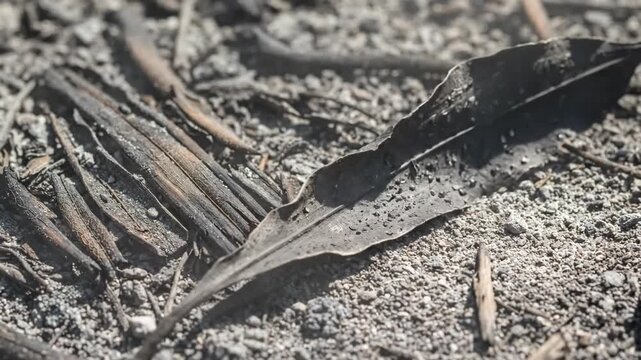 Cinematic macro of palm leaves as ash and charcoal, grey and black, symbolizing Ash Wednesday and mortality