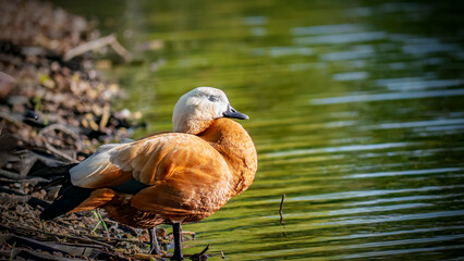 Sleeping Ruddy Shelduck Resting by Green Water in Sunlight