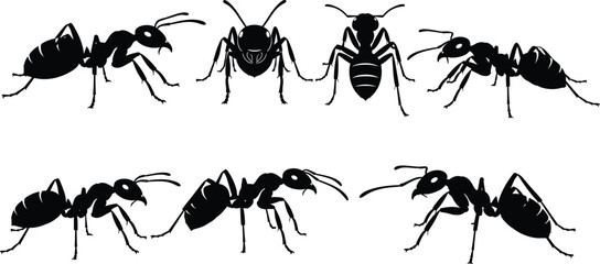 Ant silhouette collection, insect vector icons, black bug artwork, entomology illustration, nature clipart, science design, educational graphics, zoology pattern, species study © Dilip