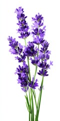 Obraz premium Vibrant purple lavender blooms against white background