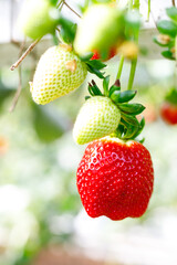 Fresh ripe strawberries growing on bushes in a modern greenhouse, hydroponic or vertical farm