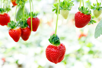 Fresh ripe strawberries growing on bushes in a modern greenhouse, hydroponic or vertical farm