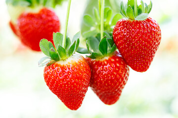 Fresh ripe strawberries growing on bushes in a modern greenhouse, hydroponic or vertical farm
