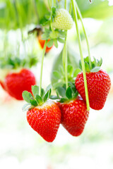 Fresh ripe strawberries growing on bushes in a modern greenhouse, hydroponic or vertical farm