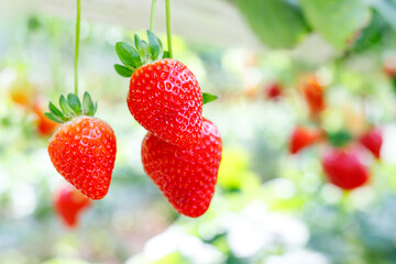 Fresh ripe strawberries growing on bushes in a modern greenhouse, hydroponic or vertical farm