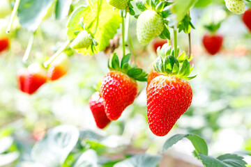 Growing Organic strawberries in an agricultural greenhouse.