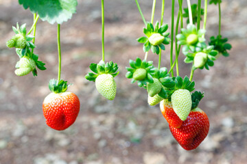 Growing Organic strawberries in an agricultural greenhouse.