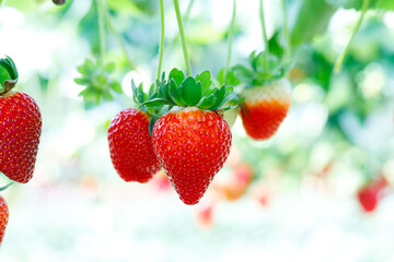 Growing Organic strawberries in an agricultural greenhouse.
