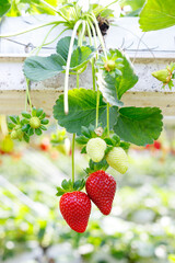Growing Organic strawberries in an agricultural greenhouse.
