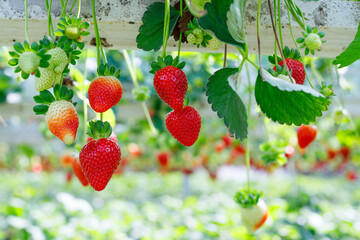 Growing Organic strawberries in an agricultural greenhouse.