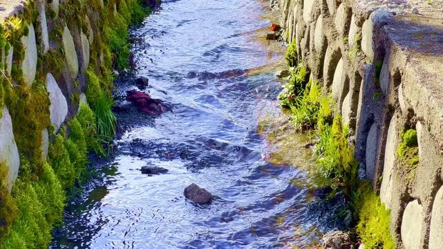 Sunlit shallow creek meanders between aged stone walls and algae patches