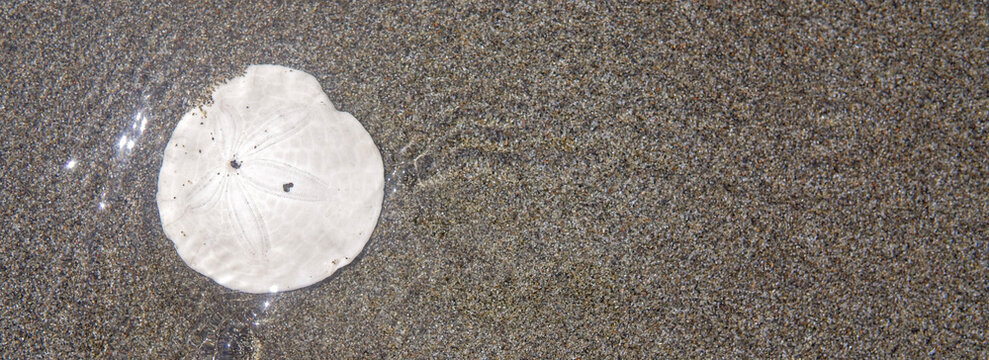 Single Sand Dollar on a Sandy Beach with Ocean Waves