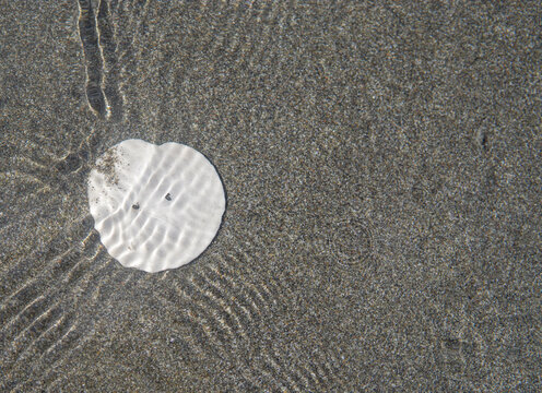 Single Sand Dollar on a Sandy Beach with Ocean Waves