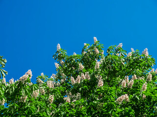 Vibrant Horse Chestnut Tree in Full Bloom Against Clear Blue Sky