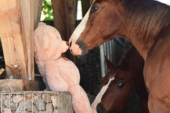 Pferd schnuppert neugierig an einem gro&szlig;en Pl&uuml;schteddy